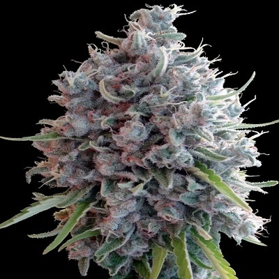 Ace Seeds Killer A5 Haze regular semienka neobsahujú THC 10 ks