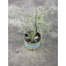 Corokia Cotoneaster 12 cm