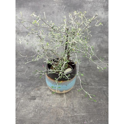 Corokia Cotoneaster 12 cm