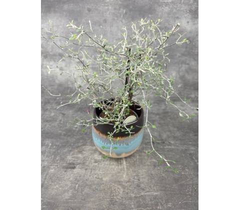 Corokia Cotoneaster 12 cm