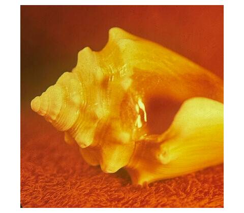 ALLAH LAS - SIRENAS CD
