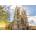 Alipson Puzzle - Puzzle Westminster Abbey in Spring - 1 000 piese