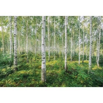 Komar Papírová fototapeta Sunny Day rozměry 368 x 254 cm