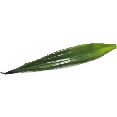 Aloe list zelený, 60 cm
