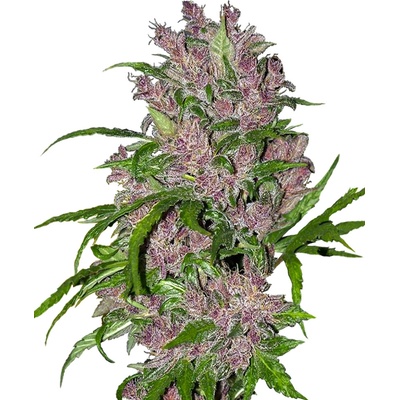 Sensi Seeds Purple Bud Automatic Balenie: 5 ks 0% THC