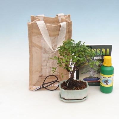 e-bonsai Pokojová bonsai v dárkové tašce - JUTA Sagerecie čajová - Sageretia thea