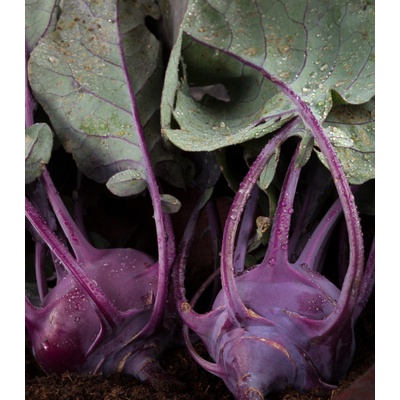 BIO kaleráb Azur - Brassica oleracea L. - bio semená kalerábu - 50 ks