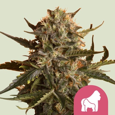 Royal Queen Seeds Mother Gorilla semienka neobsahujú THC 100 ks