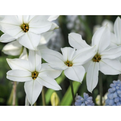 Ipheion uniflorum Alberto Castillo 15 ks v balení