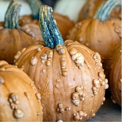 Okrasne Dyne Prodej (okrasných dýní, Cucurbita pepo, domov zahradu, dýně hladkou, dýní prodej) Okrasne Dyne Prodej