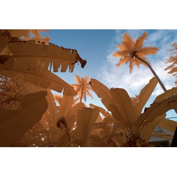 DIMEX ART s. r. o Флизелинов фототапет бананово дърво 375 x 250 см