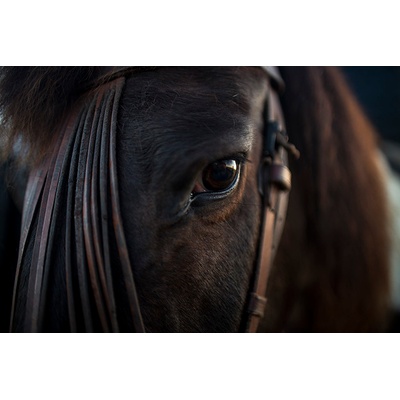 Obraz na plátne - Brown Horse