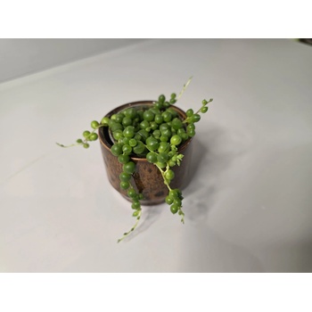 Senecio rowleyanus