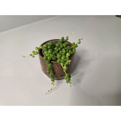 Senecio rowleyanus