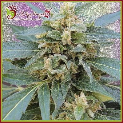 Dr. Krippling Seeds Mango Bubble Cloud semienka neobsahujú THC 1 ks