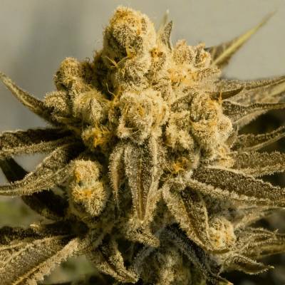 High Speed Buds Critical Glue #4 AUTO semena neobsahují THC 1 ks