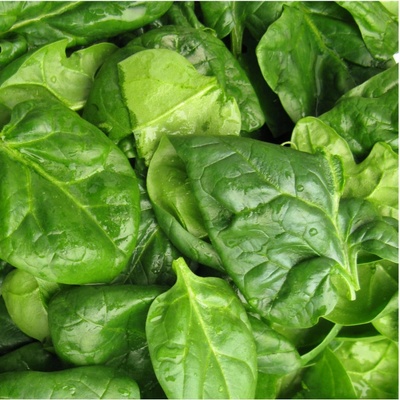 Špenát setý zelný Monnopa - Spinacia oleracea - osivo špenátu - 100 ks – Hledejceny.cz