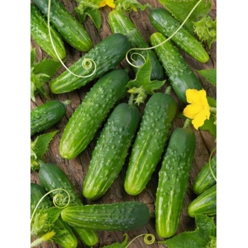 Uhorka nakladačka Orfeus