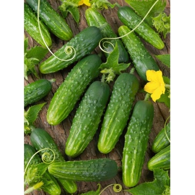 Uhorka nakladačka Orfeus