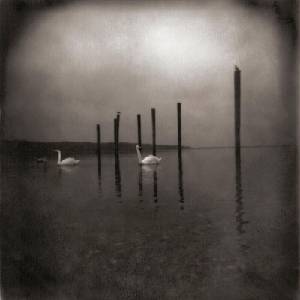 Om - Conference Of The Birds (LP) (0781484097211)