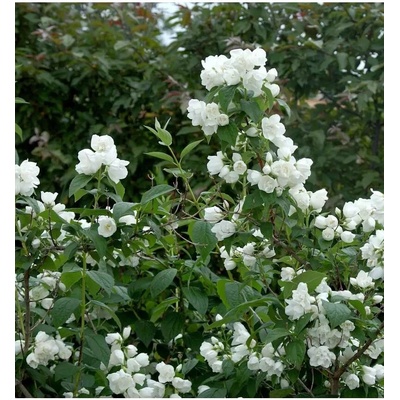 Philadelphus "Schneesturm" 30-40 VKR2L