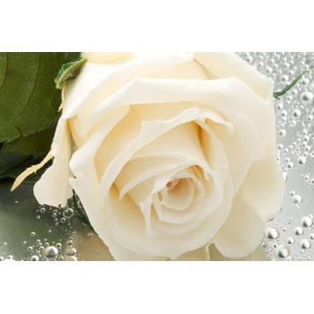 DIMEX ART s. r. o Флизелинов фототапет детайли на бяла роза 375 x 250 см