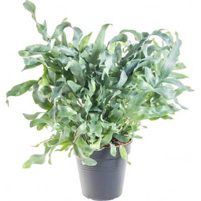 Tečkovka zlatá, Phlebodium aureum Blue Star, průměr květináče 17 cm
