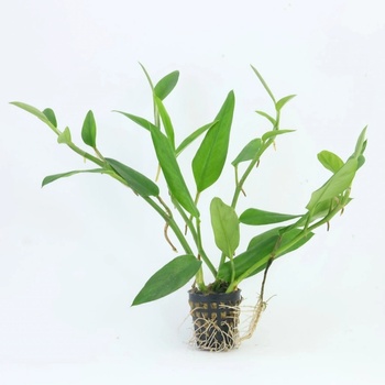 Epipremnum pulchrum