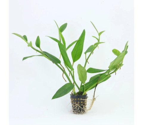 Epipremnum pulchrum
