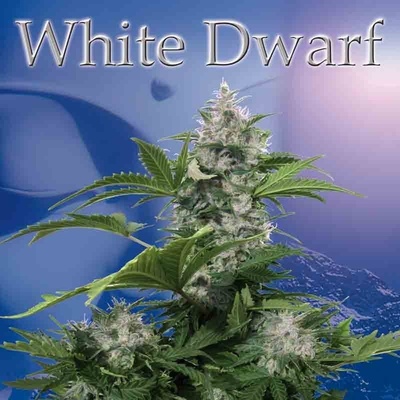 Buddha Seeds White Dwarf semena neobsahují THC 10 ks