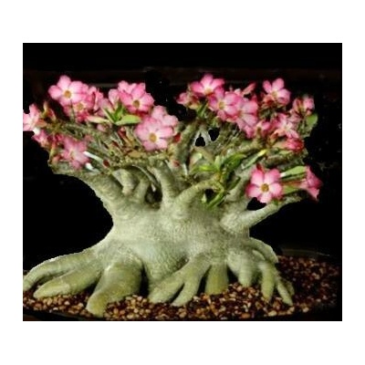 Adenium arabicum Diamond King