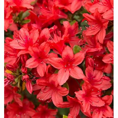 Azalea (J) 'Addy Wery' 25-30 C4L