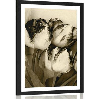 Plakát s paspartou jarní tulipány v sépiovém provedení - 40x60 black