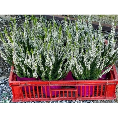 Vres obyčajný (Calluna vulgaris) ´VELUWE´- výška 10-20 cm, kont. C1L/P9