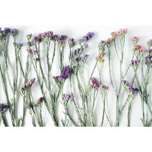 DIMEX ART Флизелинов фототапет сухи цветя 375 x 250 см