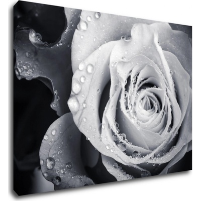 Impresi Obraz Čiernobiela ruže s kvapkami vody - 70 x 50 cm