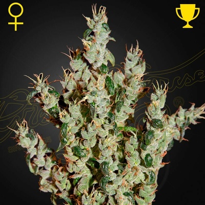 Green House Seed NL5 Haze Mist semienka neobsahujú THC 10 ks