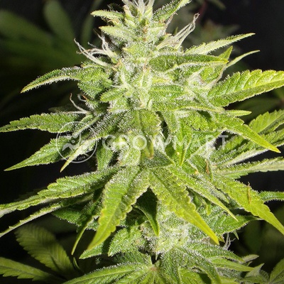 Dutch Passion HOLLANDS HOPE-REGULAR semena neobsahují THC 10Ks