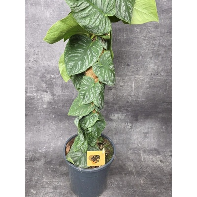 Monstera Dubia Juveniel XL