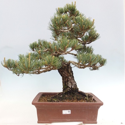 e-bonsai Venkovní bonsai - Pinus parviflora - Borovice drobnokvětá