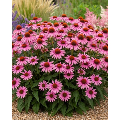 Strapatkovka Echinacea 'Purpurea magnus' v kvetináči