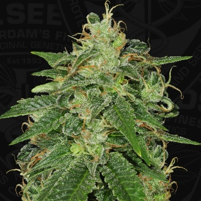 T.H. SEEDS S.A.G.E. semena neobsahují THC 2 ks
