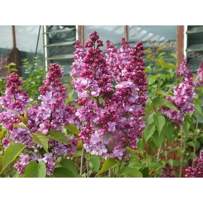 Orgován obyčajný Prince Wolkonsky 40-70cm - Syringa vulgaris kont. 2 l