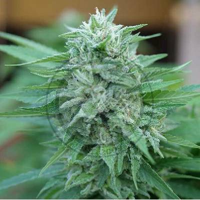 Delicious Seeds Moby Delicious semena neobsahují THC 3 ks