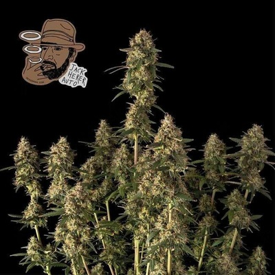 Seedsman Jack Herer Auto semena neobsahují THC3 ks
