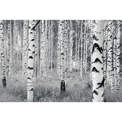 Komar Vliesová fototapeta Woods rozměry 400 x 270 cm