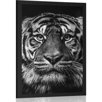 Plakát tygr v černobílém provedení - 60x90 no frame