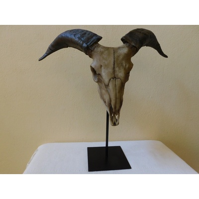 OZDOBNÁ TROFEJ NA KOVOVÉM PODSTAVCI OVCE 42 x 43 cm