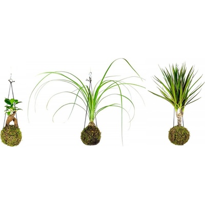 Gardners Set Baby Kokedam (S) Dracéna, Dračinec, Nolina, Sloní noha, Fíkovník