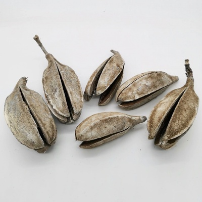 Thuja pod frosted - 20 ks